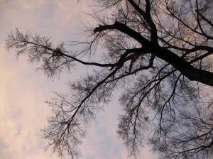 Looking up on a late afternoon in February.