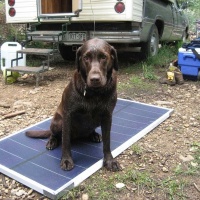 A Dog & A Solar Panel